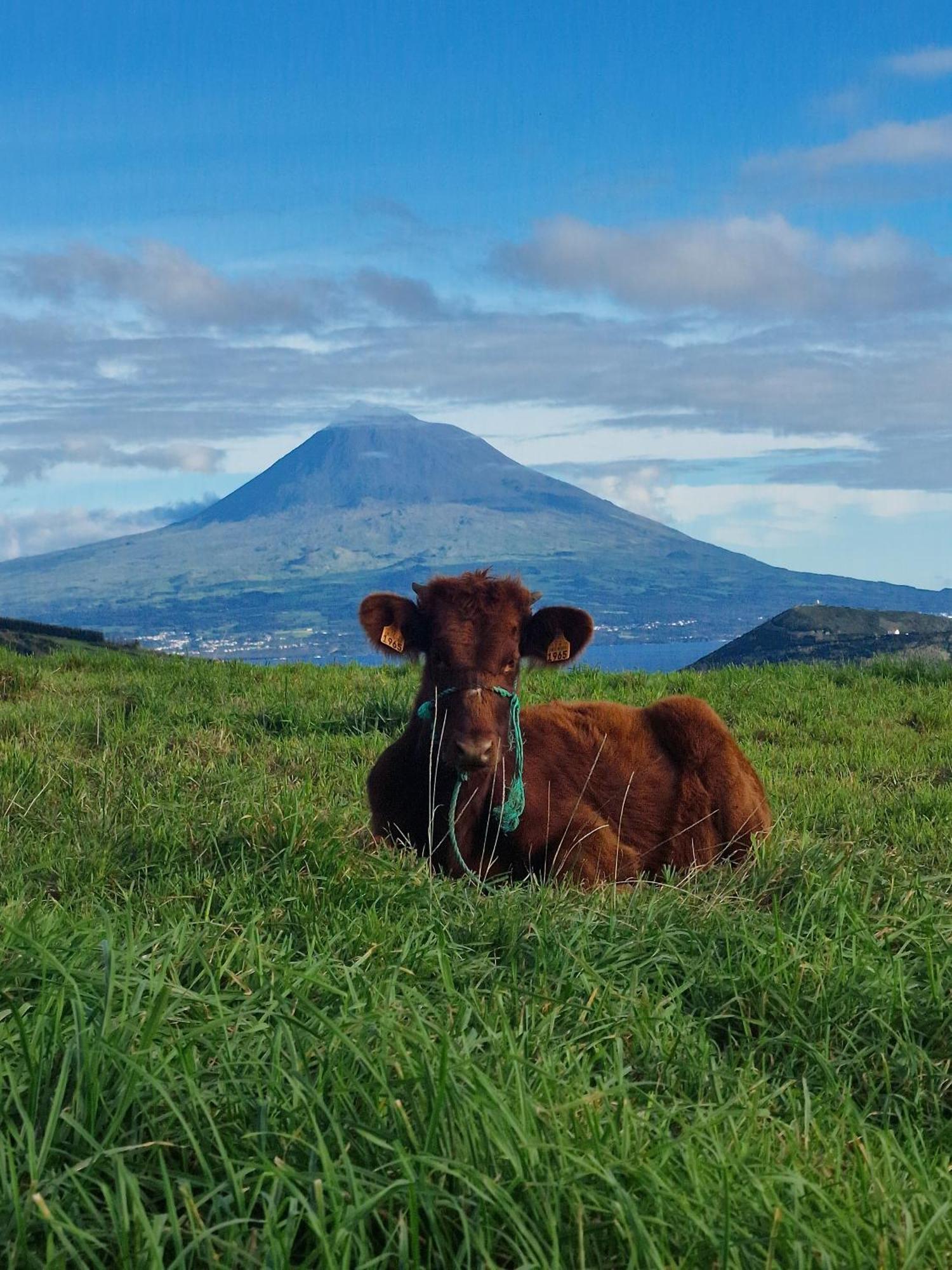 Mein Faial, With Pico And Seaview * Horta (Azores)